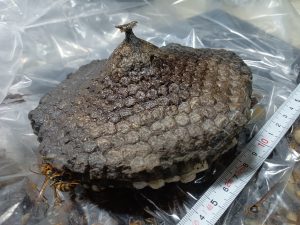 アシナガバチの巣の裏側